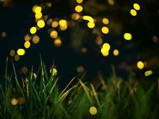 草地上的萤火虫图
