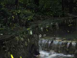 萤火虫和森林溪流桌面壁纸