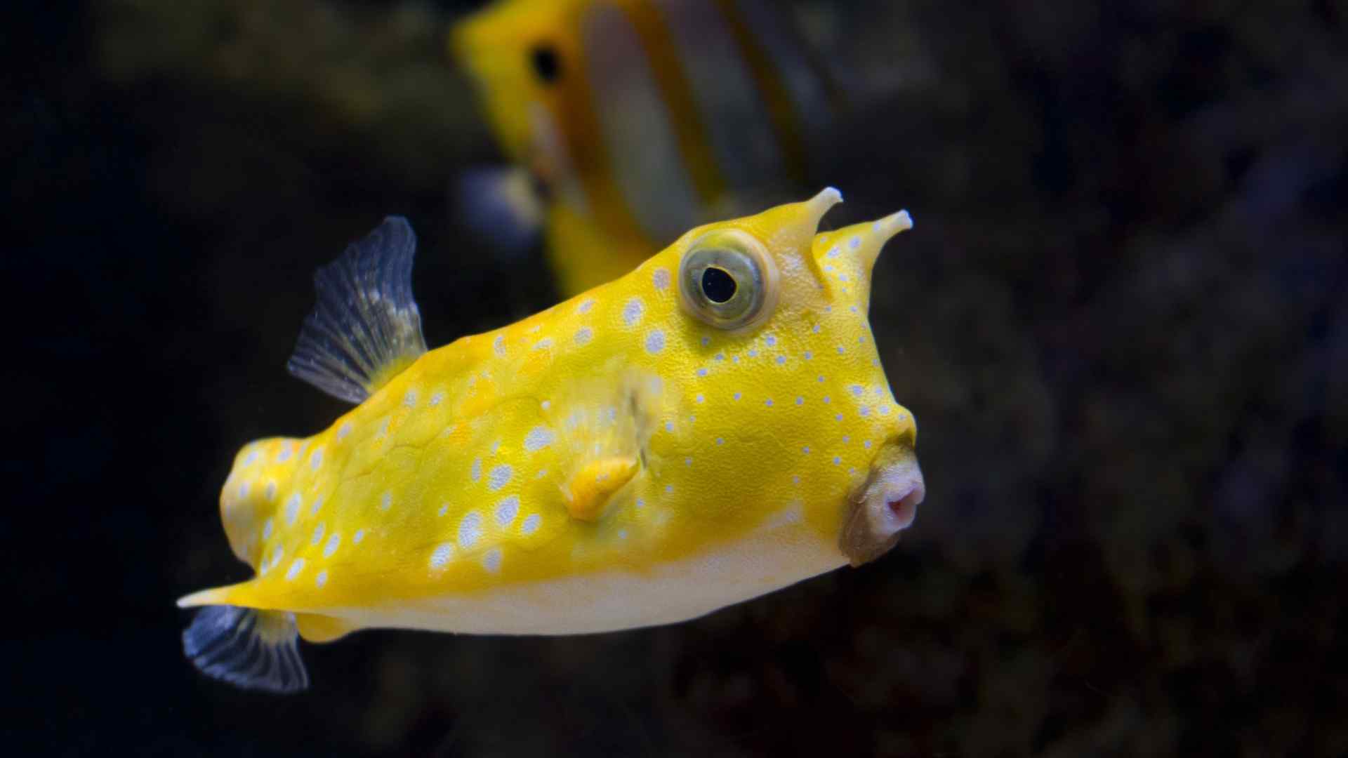 海底世界可爱黄色斑点鱼电脑桌面壁纸 手机壁纸 桌面天下手机版