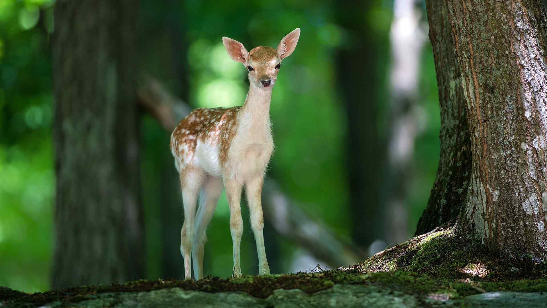 自然动物绿色森林护眼壁纸图片下载（7张）