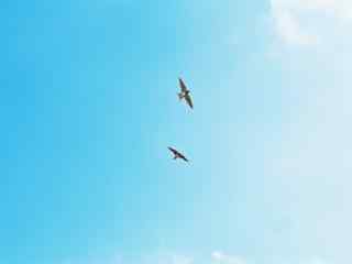 天空中飞翔的小燕子桌面壁纸