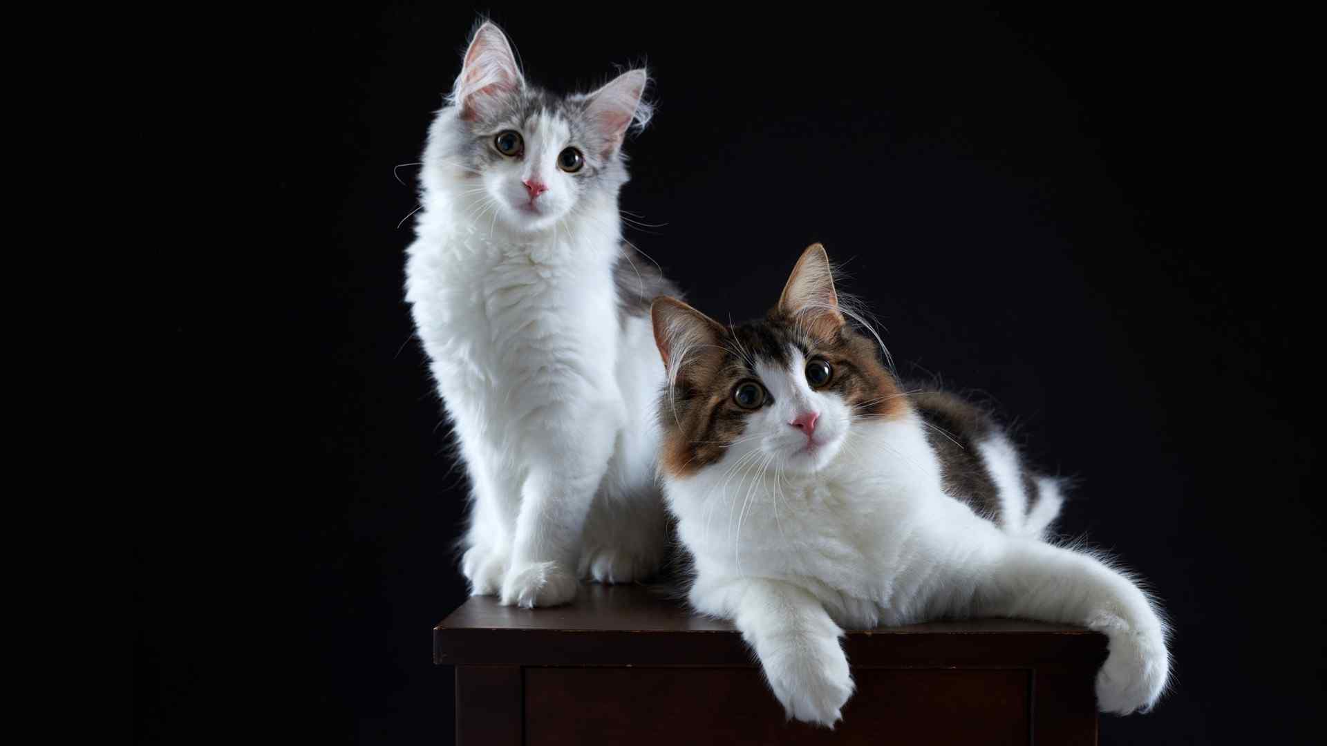 呆萌可爱小猫动物壁纸高清摄影电脑桌面下载