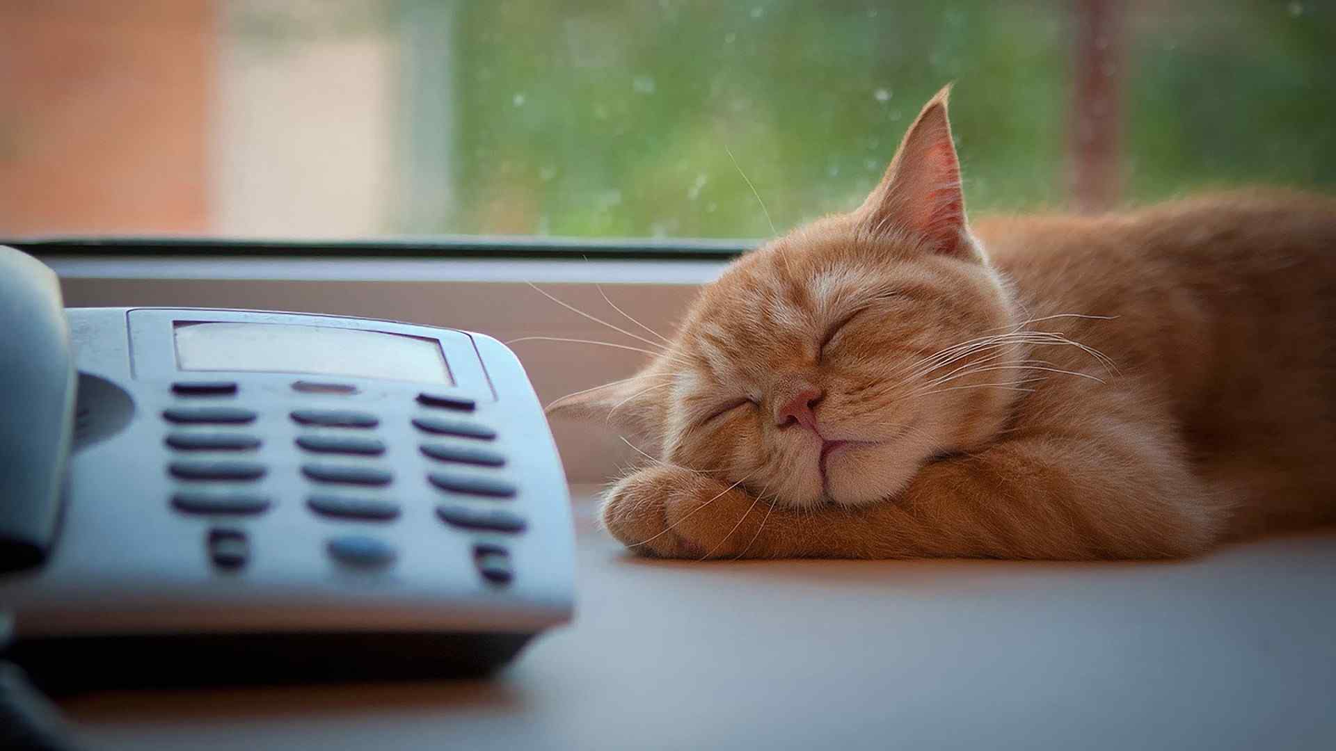可爱呆萌小猫动物高清摄影电脑桌面壁纸第二辑