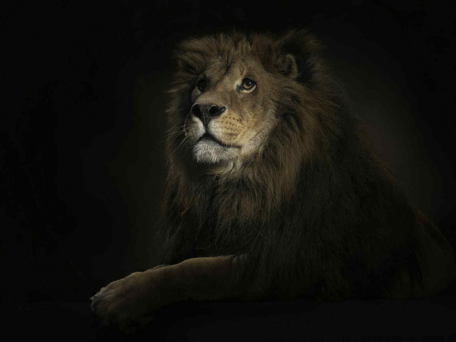 雄壮的狮子动物壁纸
