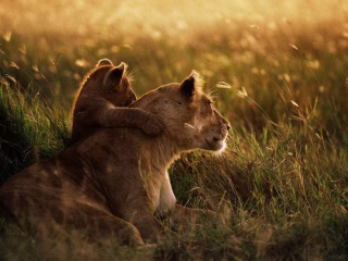 可爱温馨的母狮子