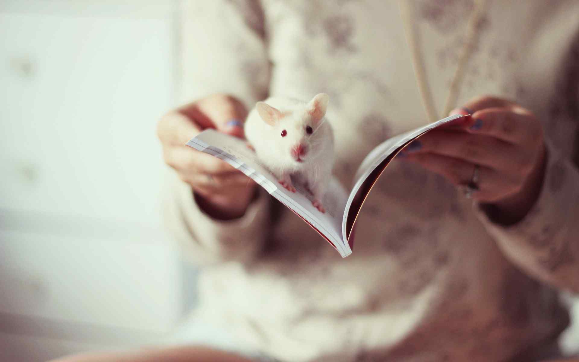书本上的可爱小白鼠图片桌面壁纸