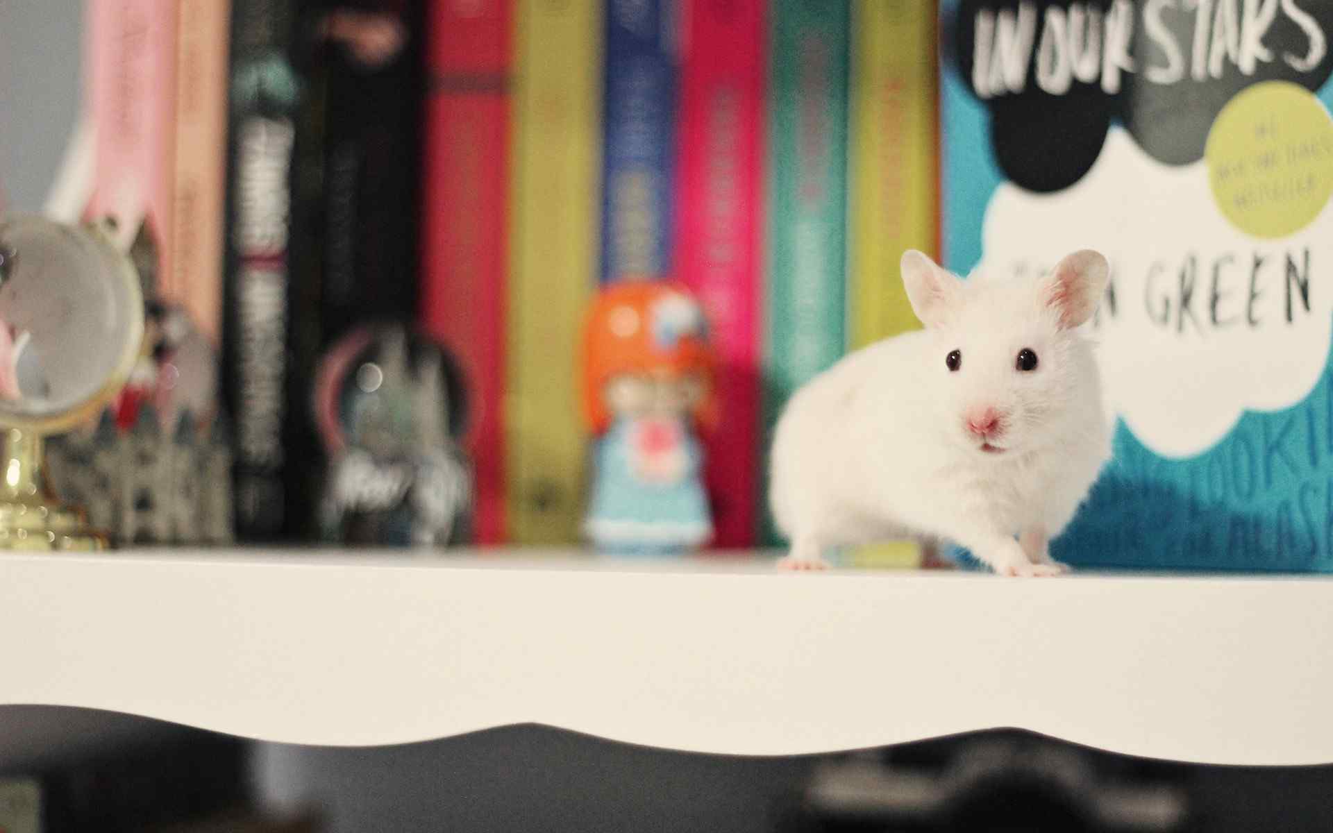 书架上的可爱小白鼠图片桌面壁纸