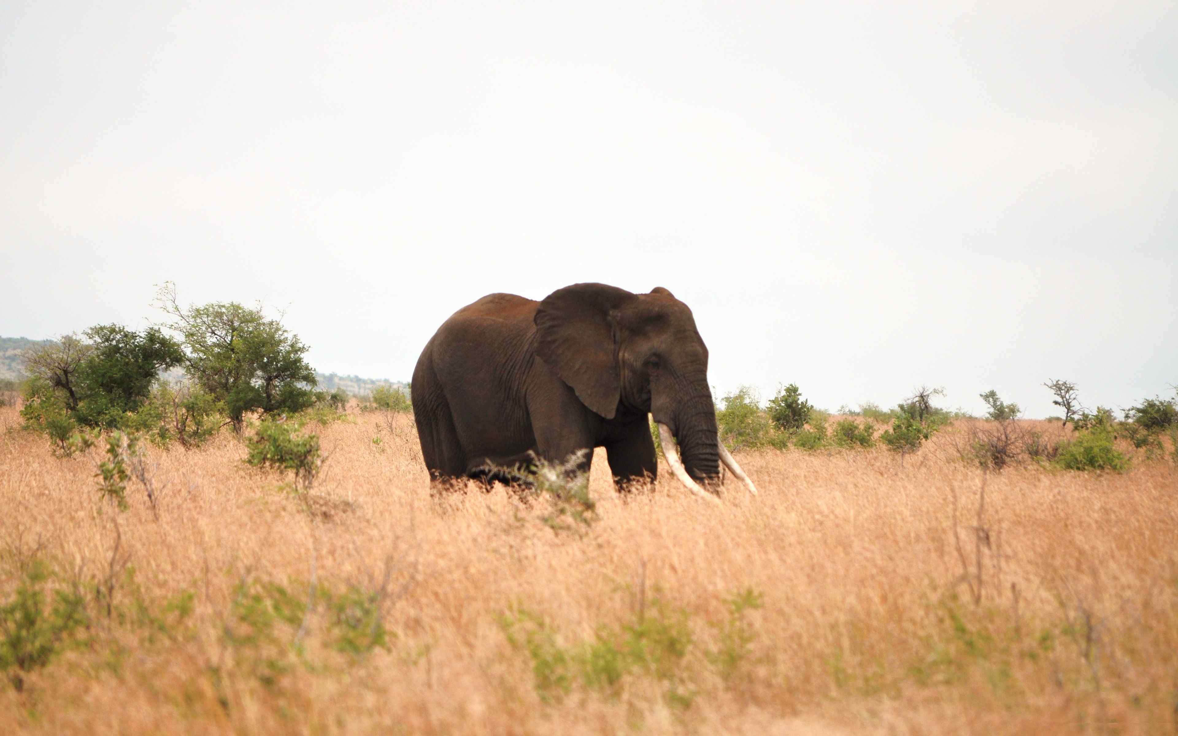 非洲大草原上的大象桌面壁纸