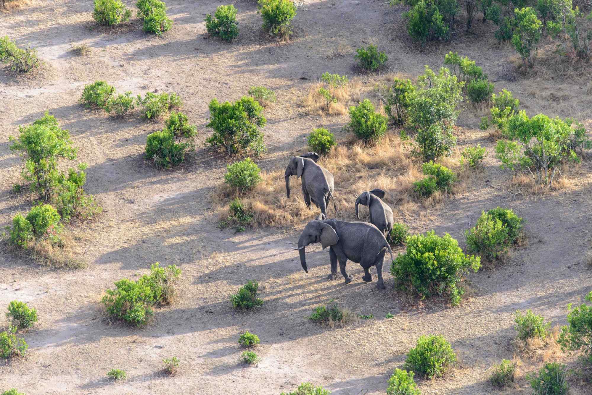 非洲草原上迁徙的大象桌面壁纸