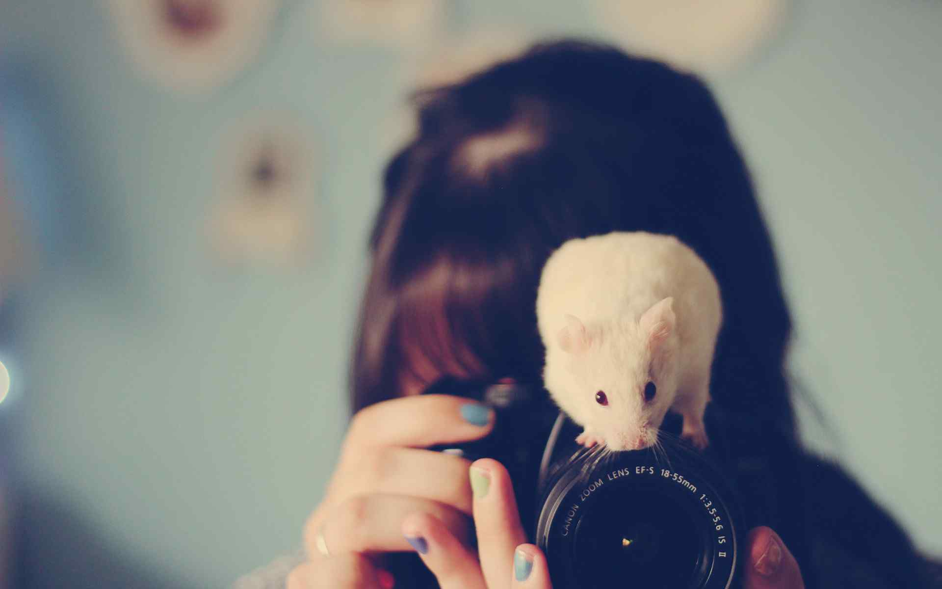 相机上的可爱小白鼠图片桌面壁纸
