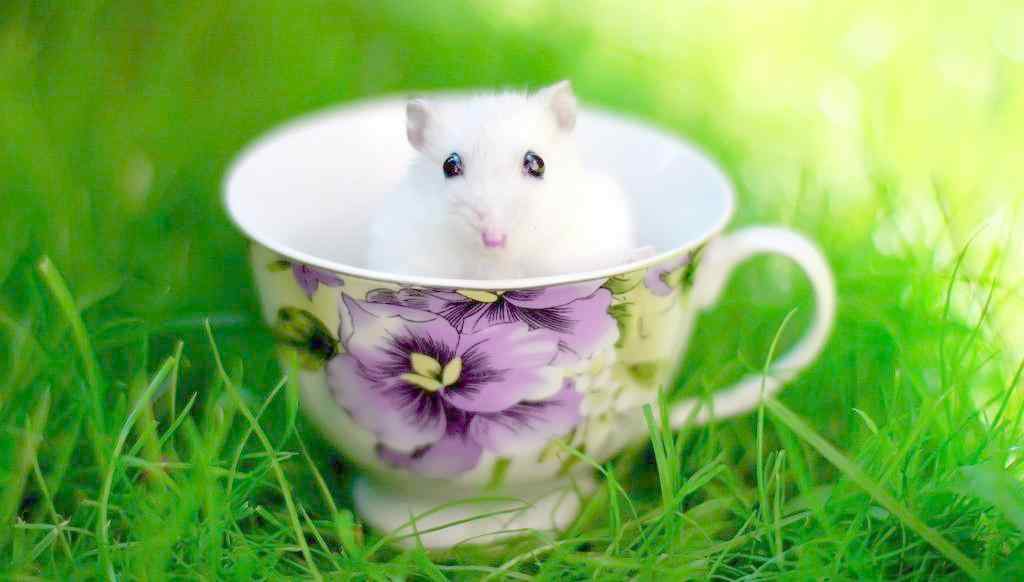 陶瓷杯中的可爱小白鼠图片桌面壁纸