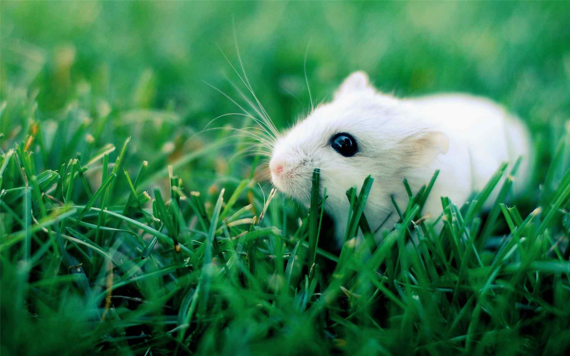绿草地上的可爱小白鼠图片桌面壁纸