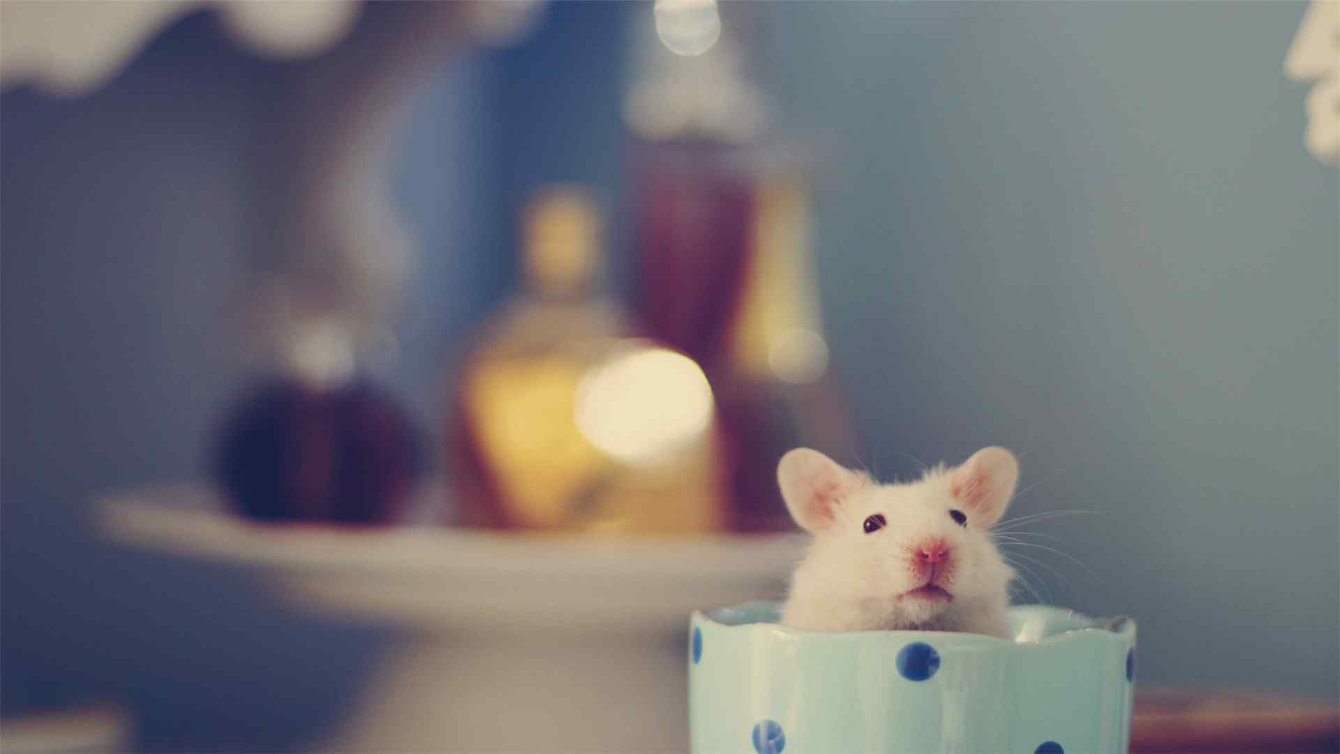 杯子里的可爱小白鼠图片桌面壁纸