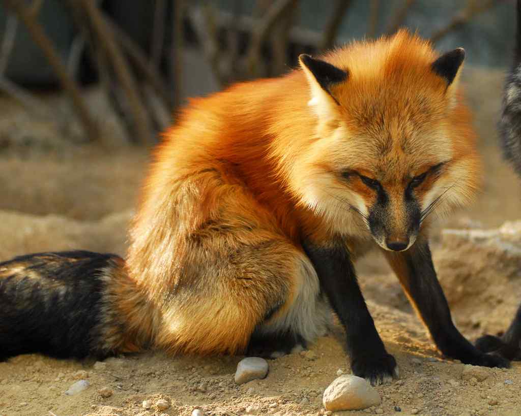 一只忧郁的小狐狸动物图片