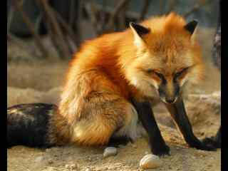一只忧郁的小狐狸