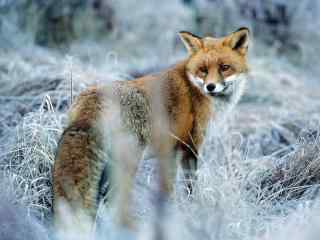 可爱的雪地中的狐