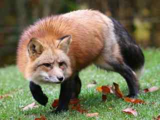 草地上的可爱小狐