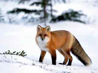 雪地里的小狐狸动