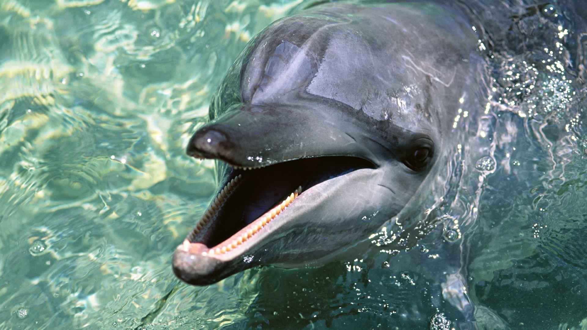 微笑可爱海豚图片大全高清动物电脑壁纸