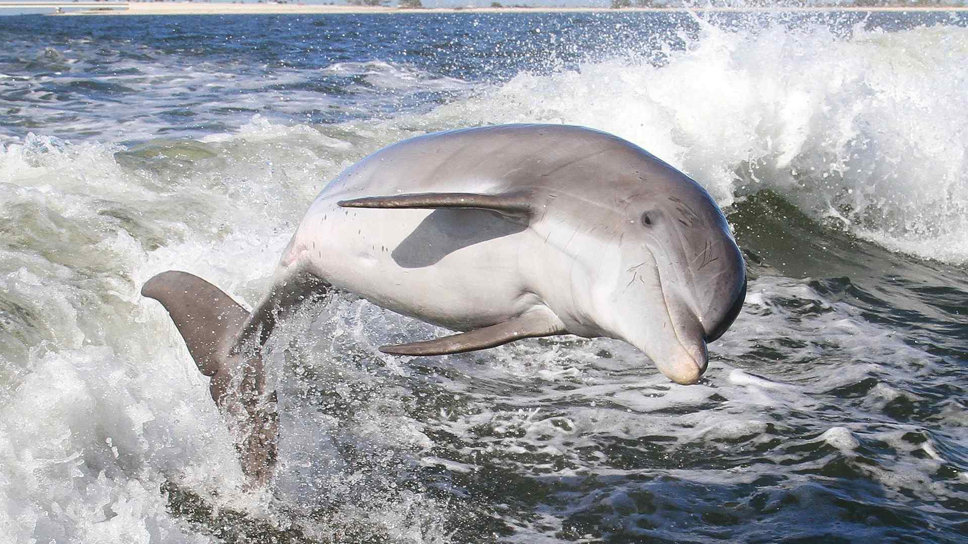 微笑可爱海豚图片大全高清动物电脑壁纸