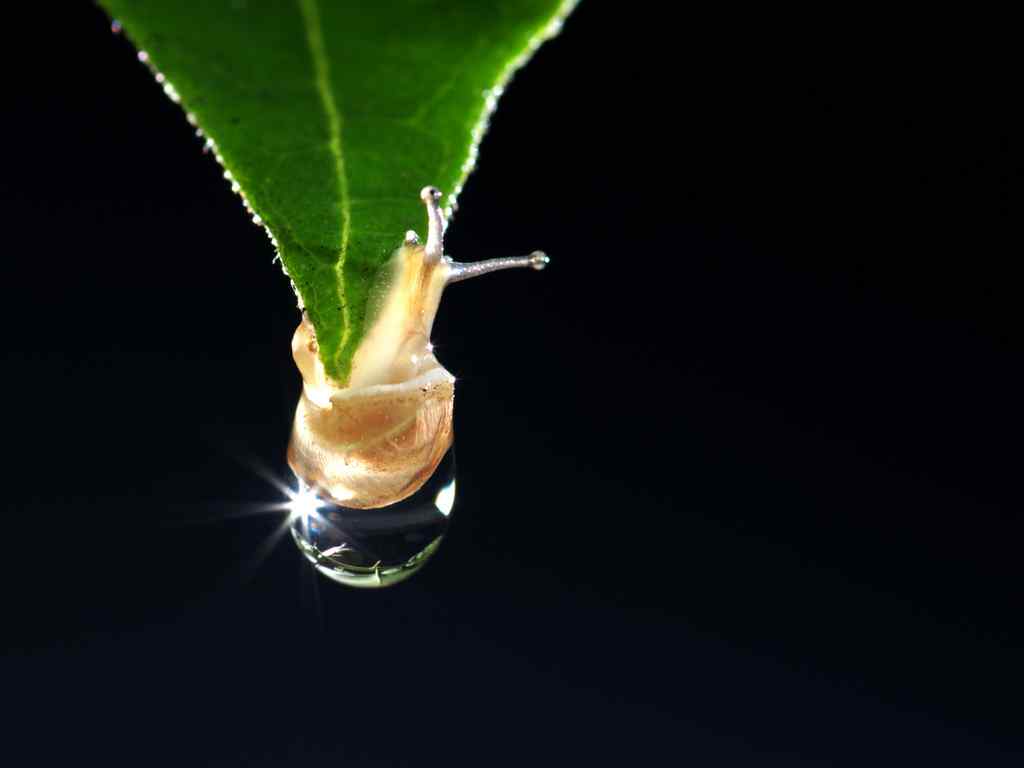 艺术摄影图片蜗牛水珠与阳光桌面壁纸