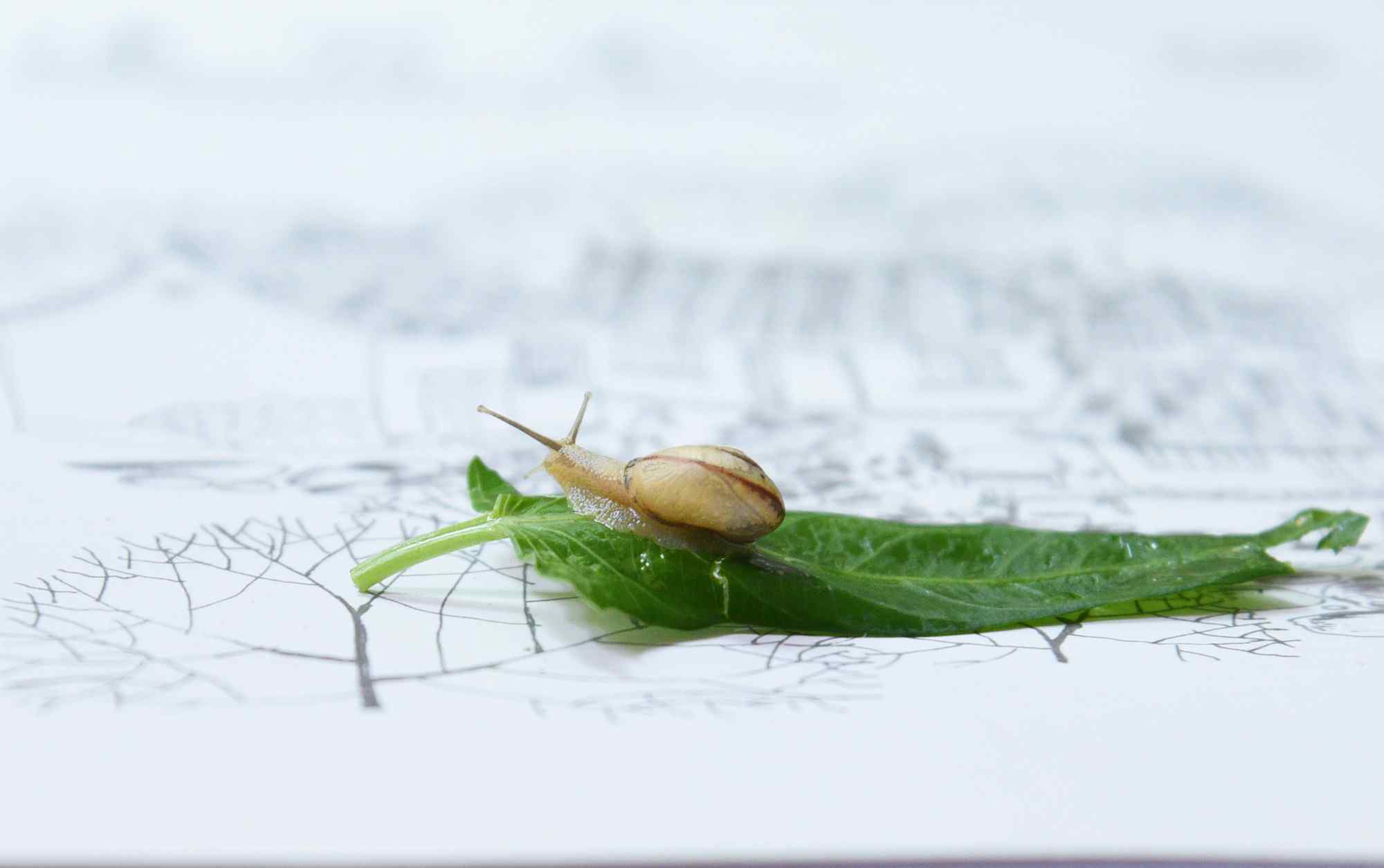 小清新蜗牛图片桌面壁纸