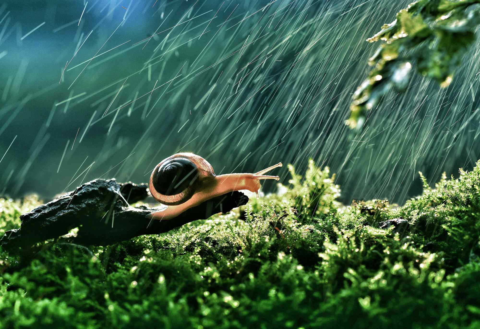 风雨中坚强的小蜗牛图片壁纸