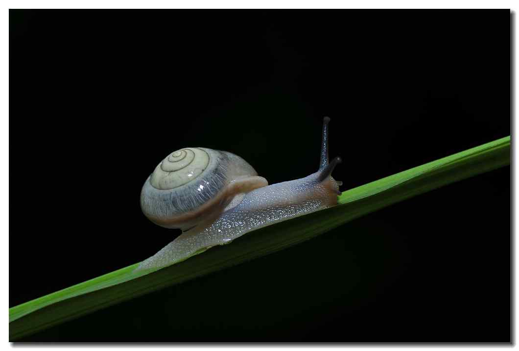 努力的小蜗牛摄影图片桌面壁纸