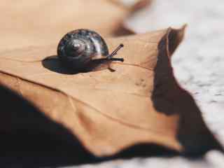 小蜗牛与枯叶桌面壁纸