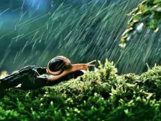 风雨中坚强的小蜗牛图片壁纸
