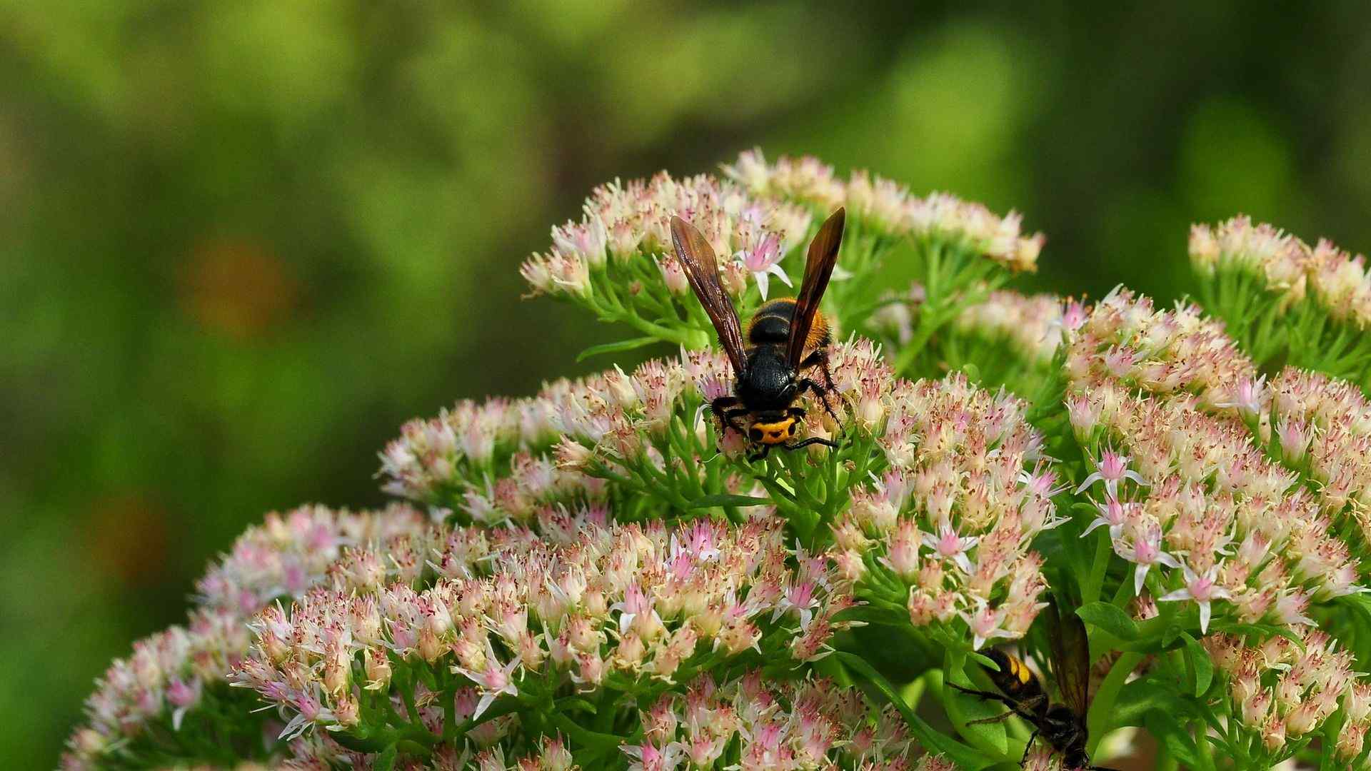 花丛中的蜜蜂清新自然图片高清电脑壁纸