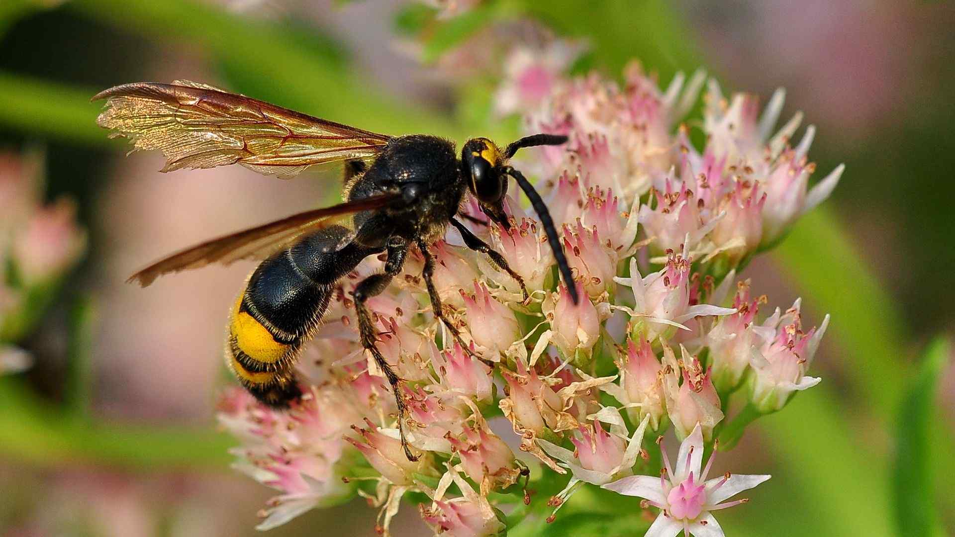 花丛中的蜜蜂清新自然图片高清电脑壁纸