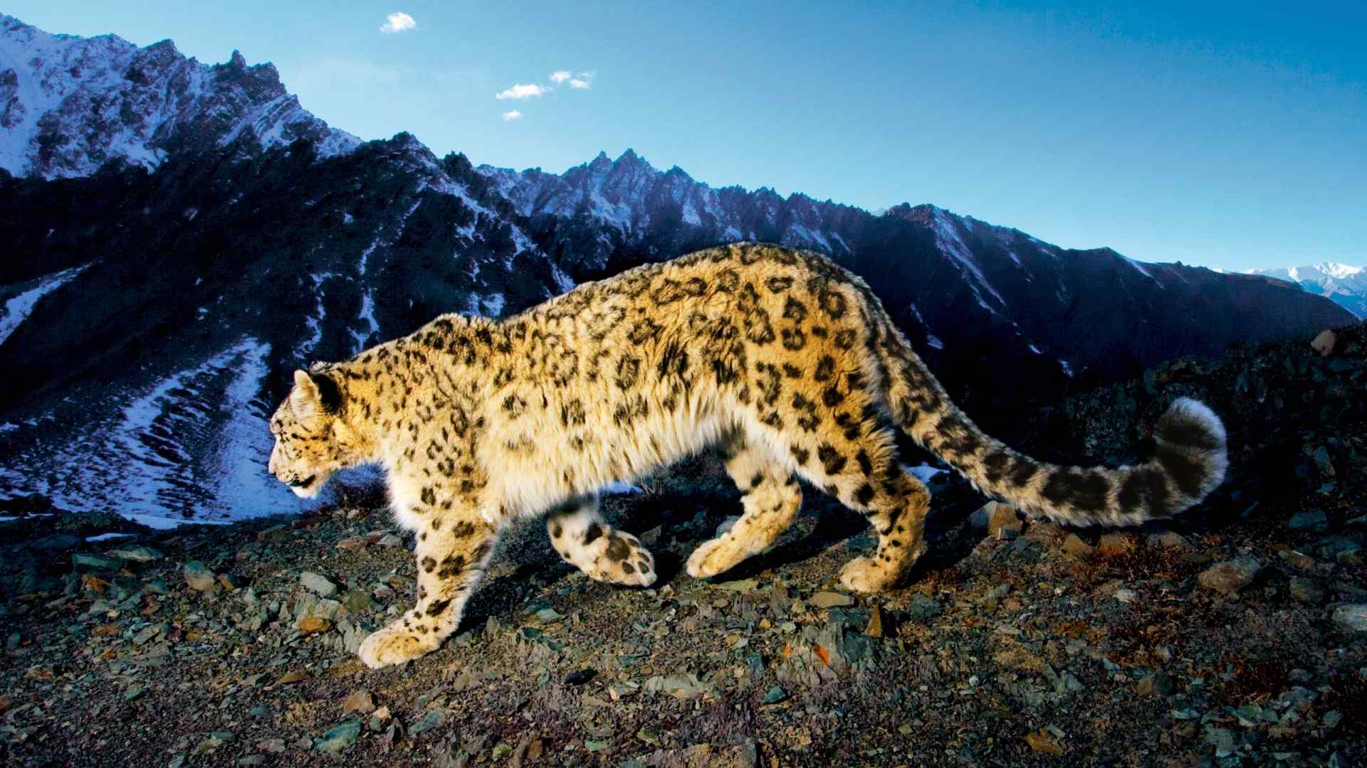 动物世界之雪山上的猎豹高清电脑桌面壁纸