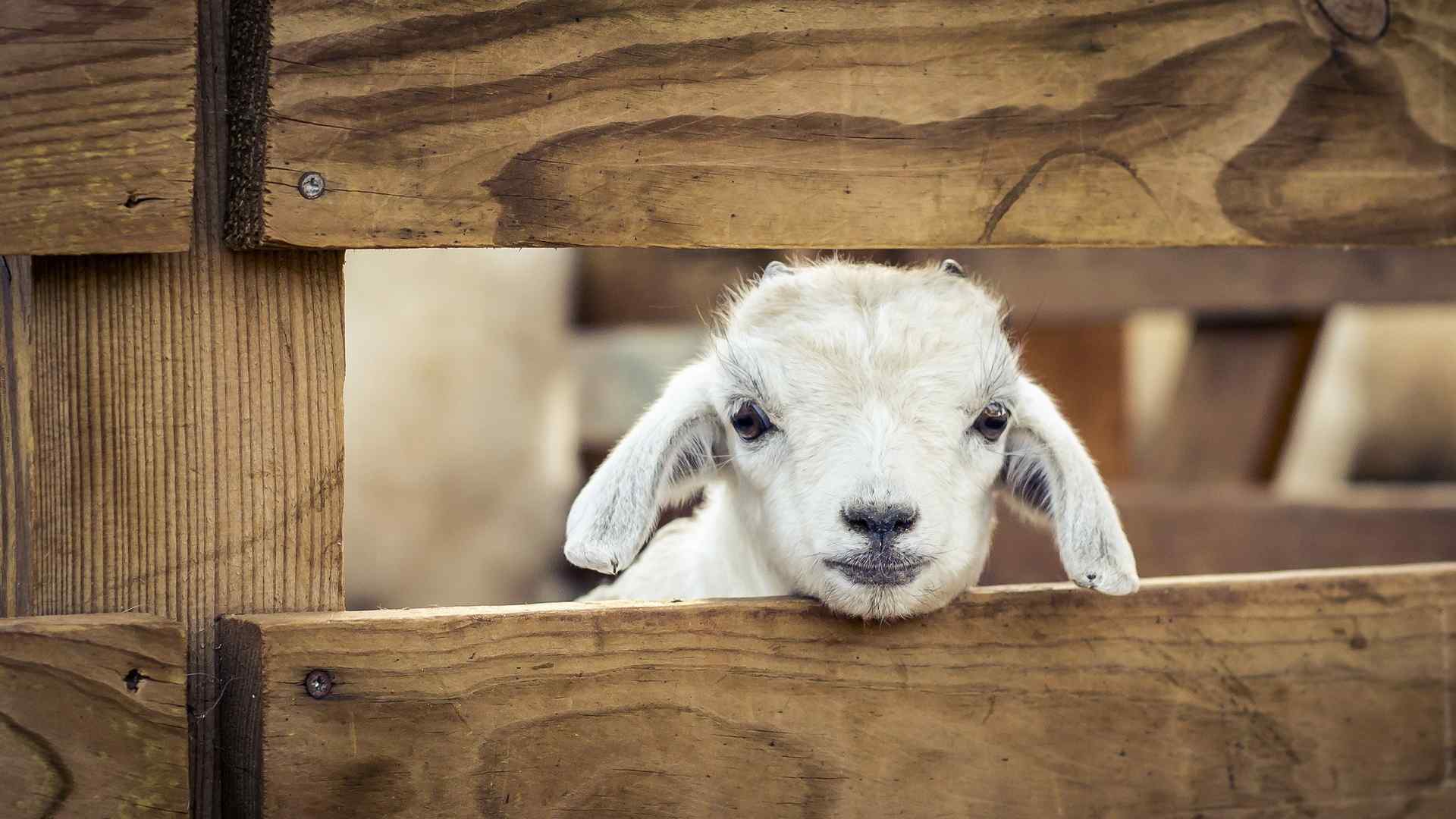 卖萌的摩洛哥羔羊图片高清电脑桌面壁纸