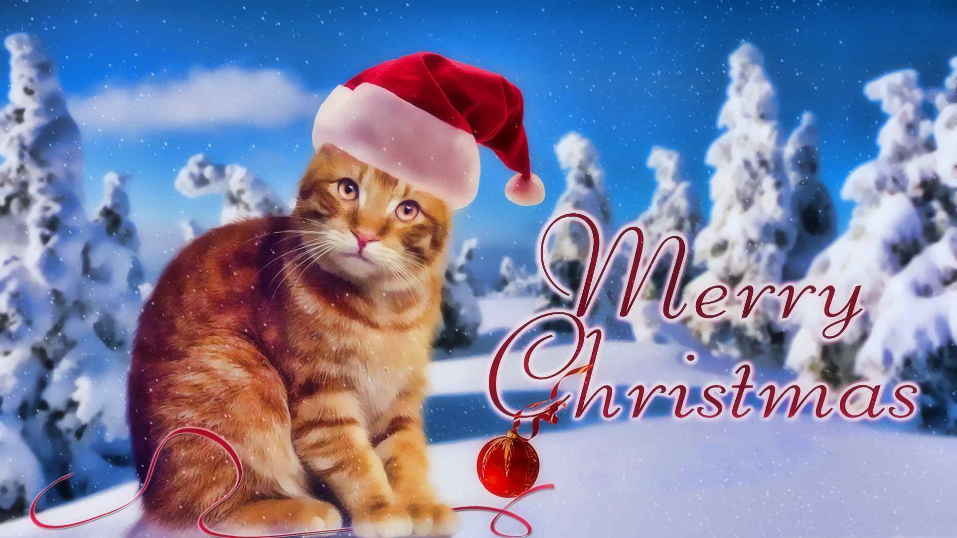 圣诞节可爱猫咪桌面壁纸