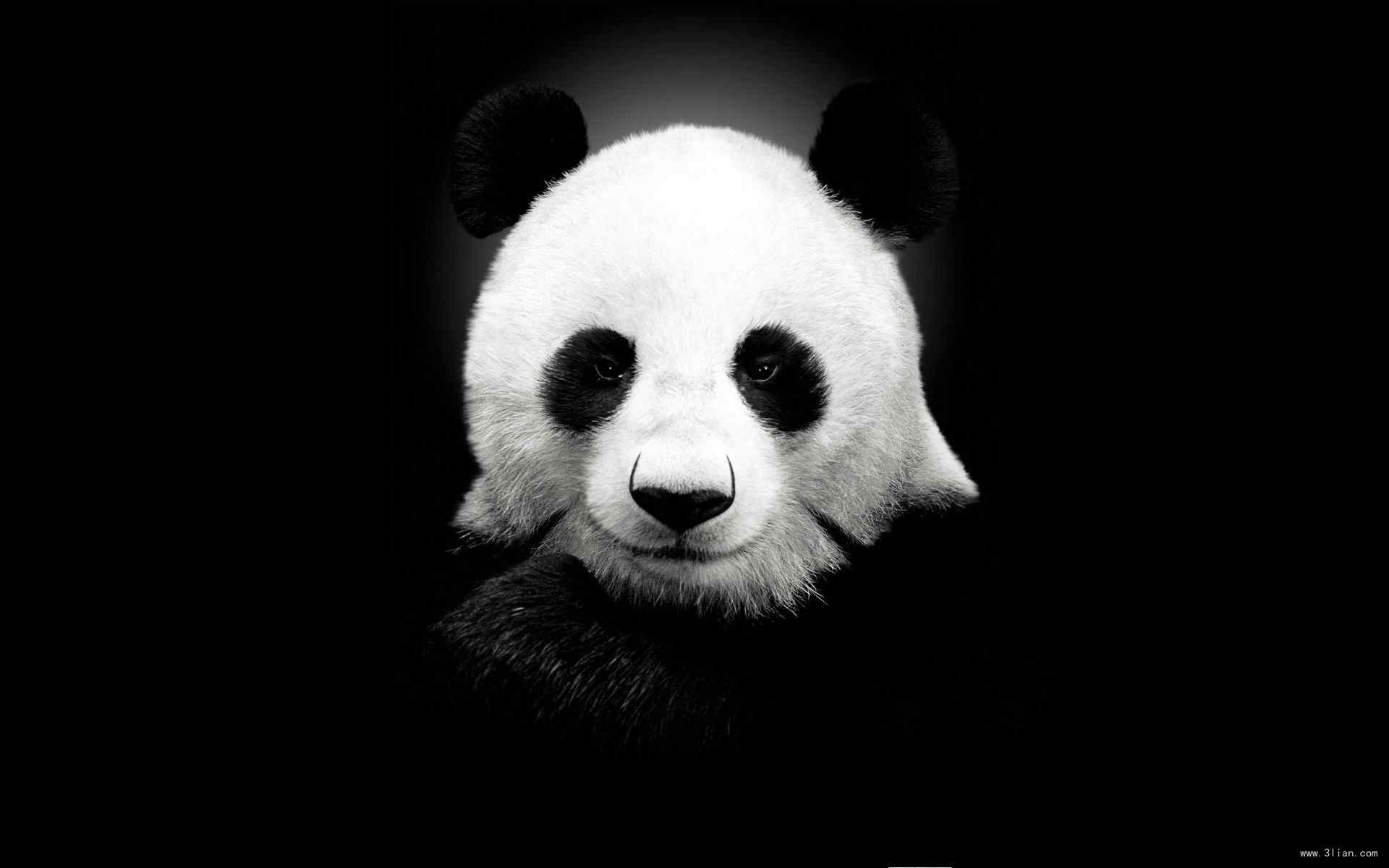 黑白熊猫特色高清图片桌面壁纸