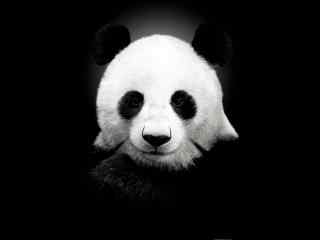 黑白熊猫特色高清