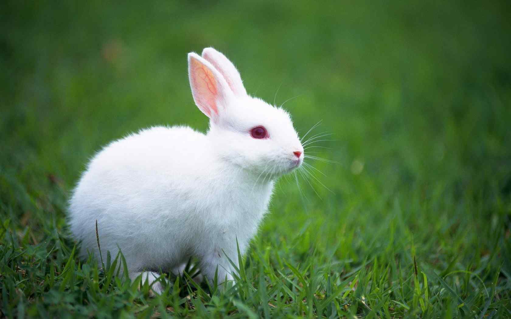 美丽呆萌的小白兔高清图片桌面壁纸