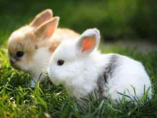 美丽呆萌的小白兔