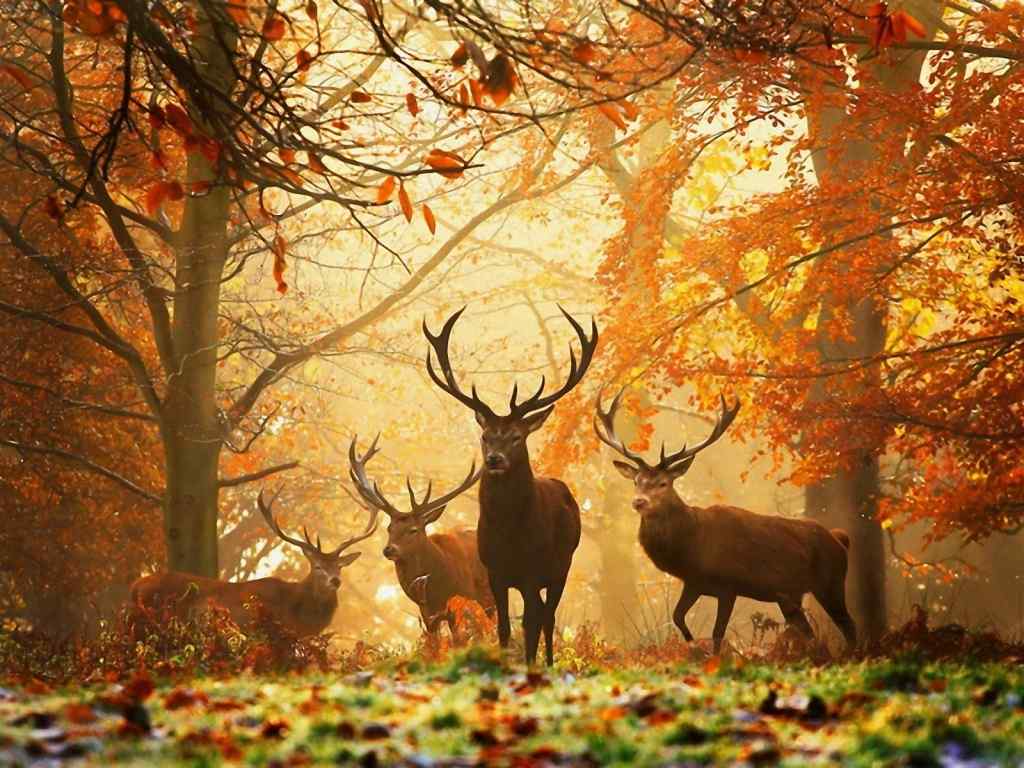 唯美秋天森林中的麋鹿群桌面壁纸