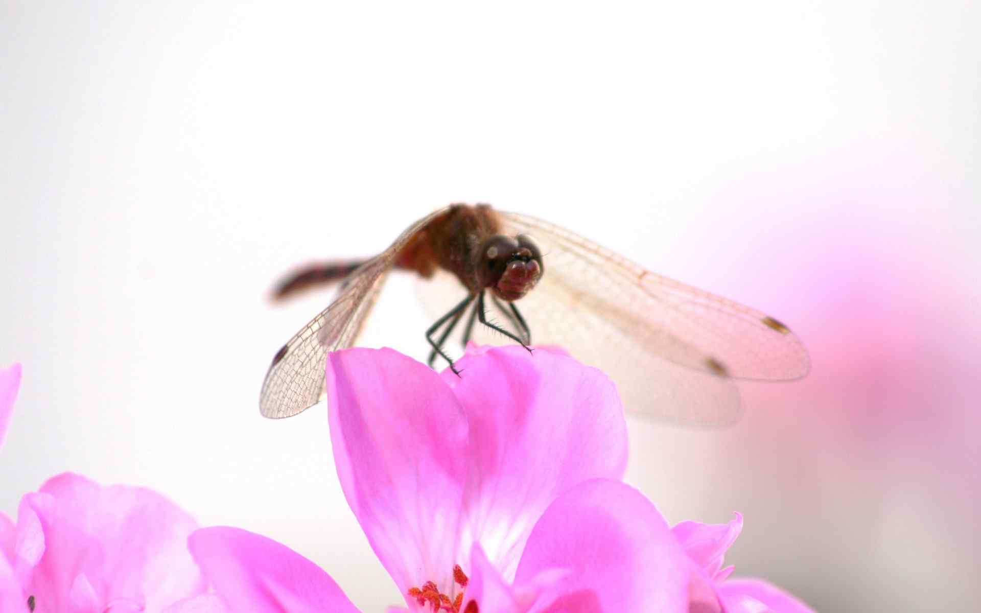 唯美的粉色花朵微距蜻蜓图片