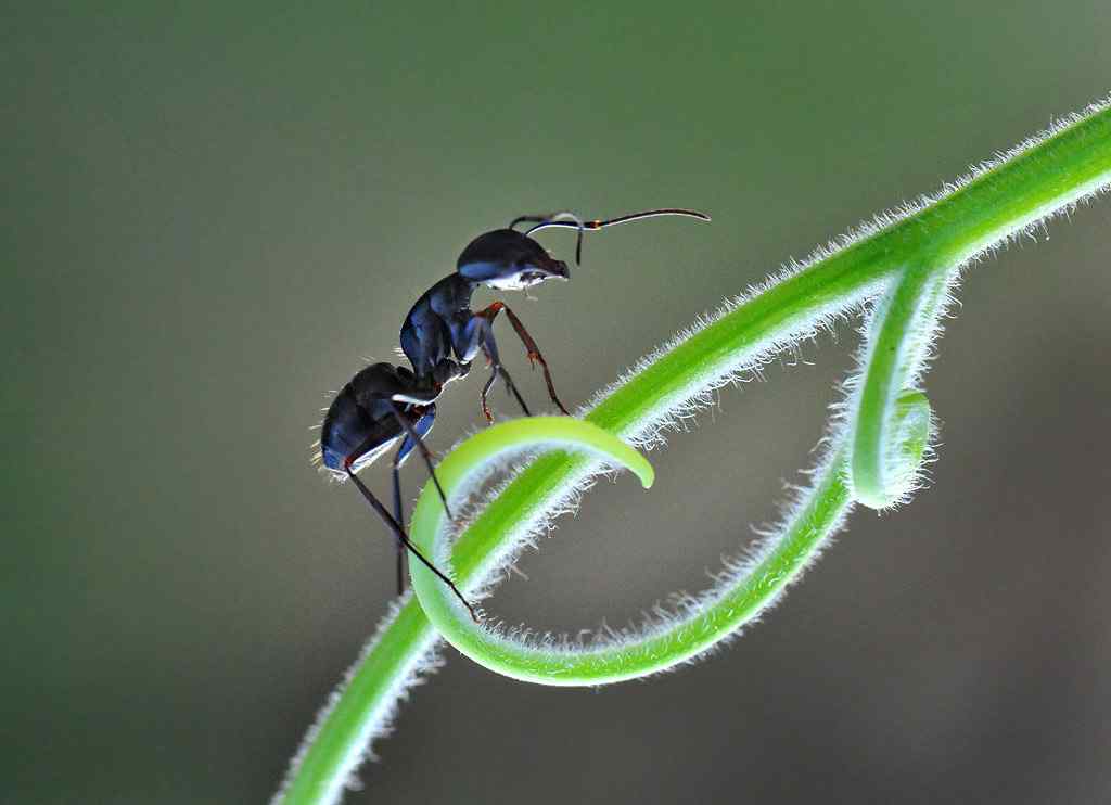 可爱黑色小蚂蚁微距写真