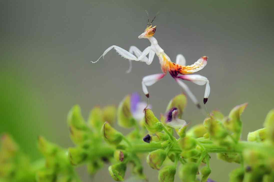 微距白色螳螂动物图片