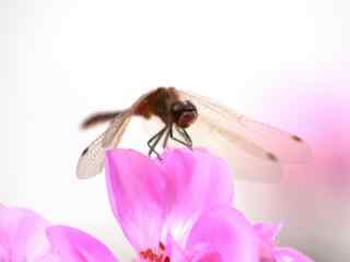 唯美的粉色花朵微距蜻蜓图片