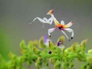 微距白色螳螂动物图片