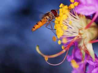 微距蜂蝇高清动物