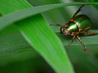 小清新微距甲虫图片