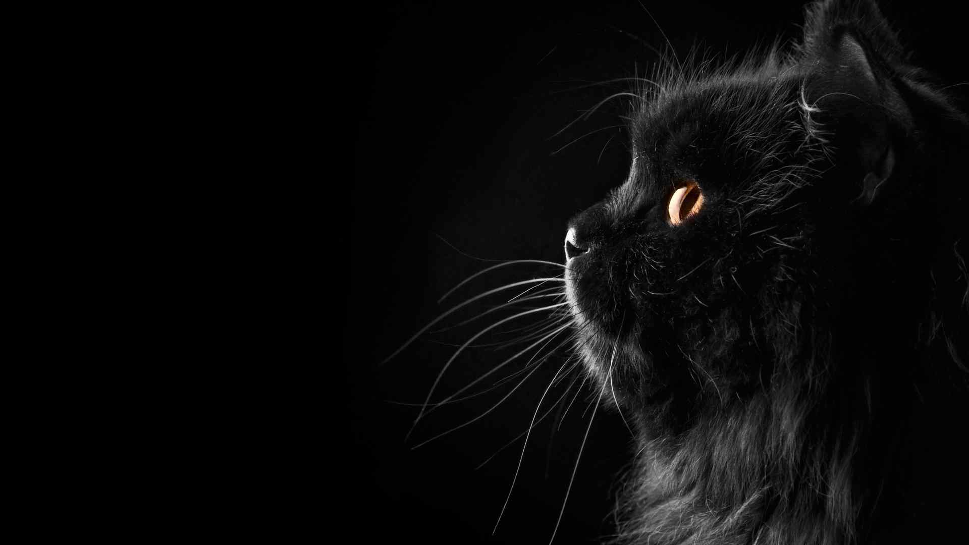 黑猫个性图片桌面壁纸