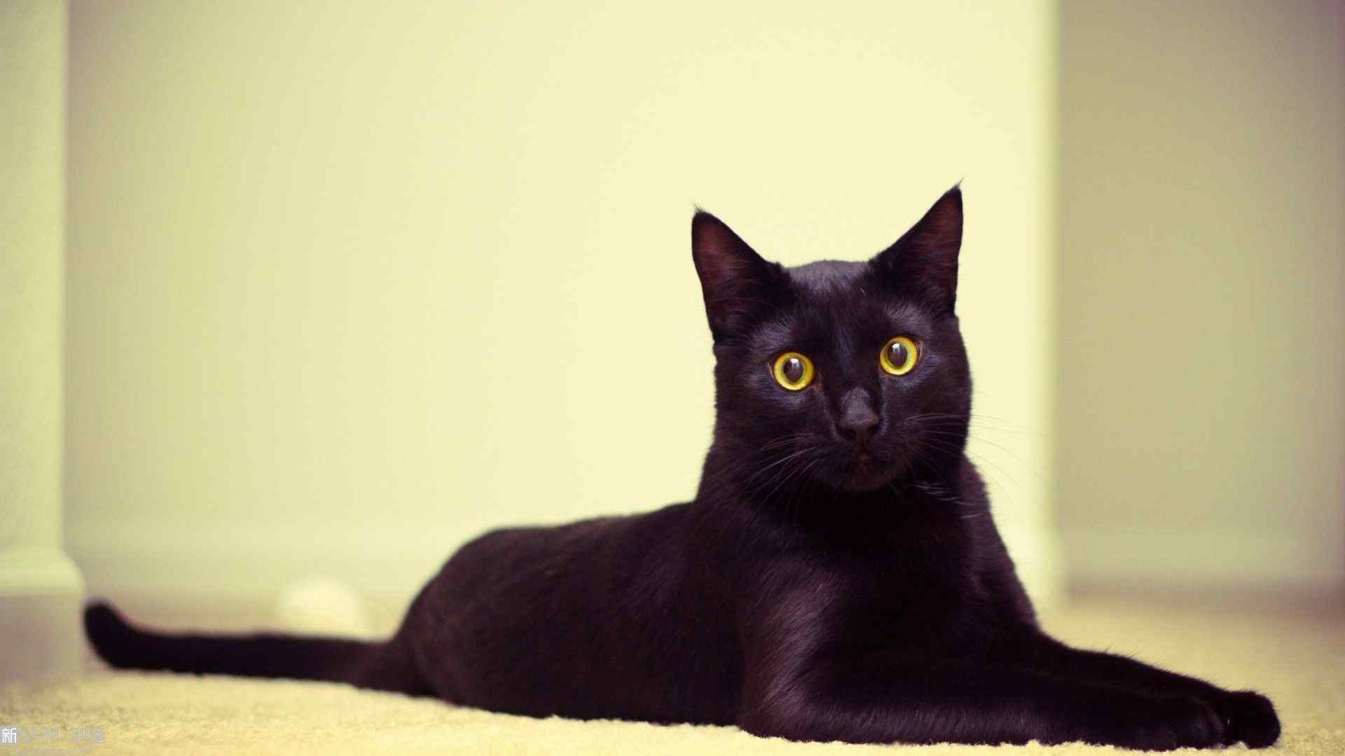 可爱黑猫高清图片桌面壁纸