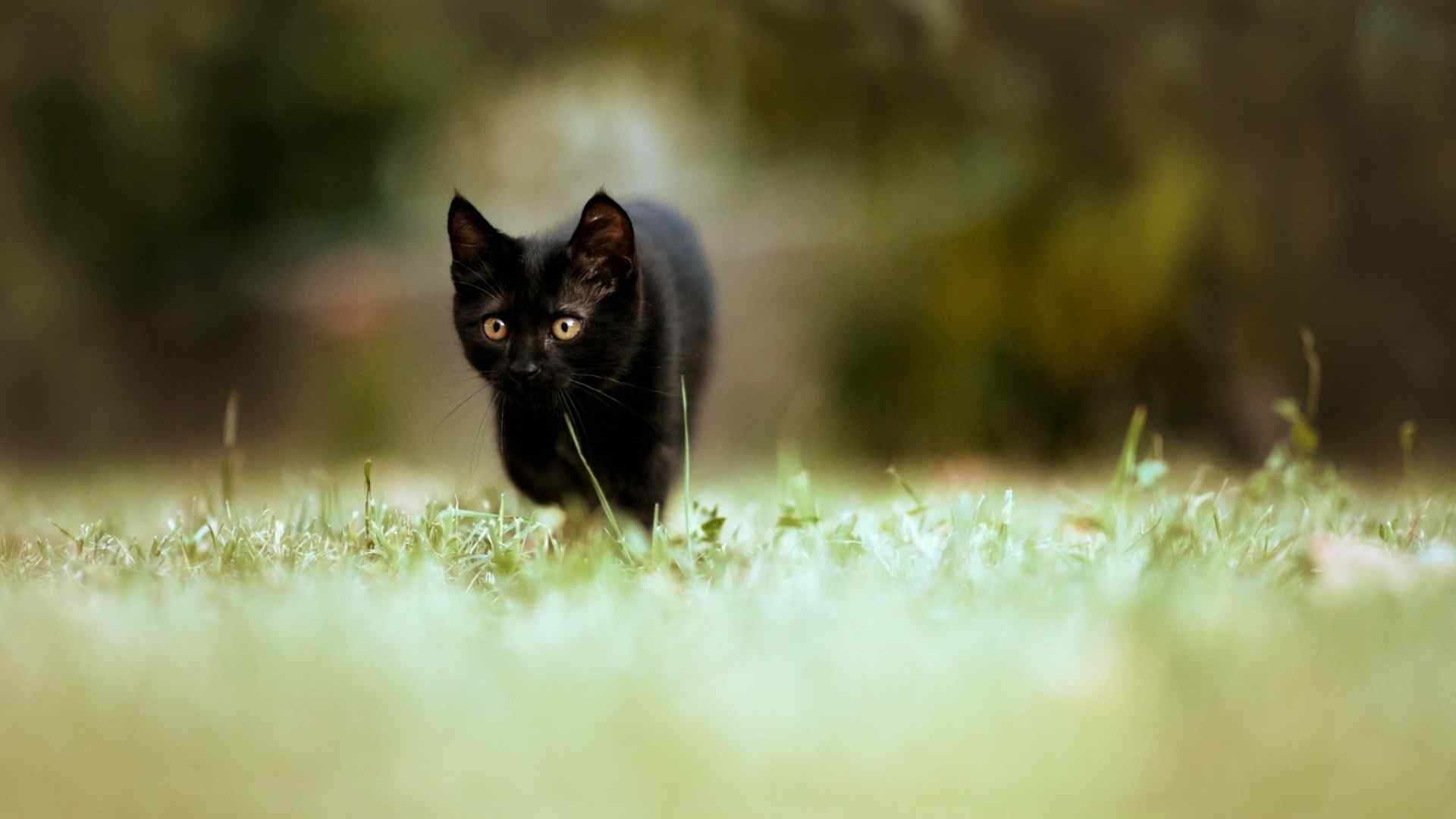 黑猫奔跑在草地上的小猫图片桌面壁纸